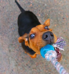 A brown and black dog looking up while tugging a rope toy